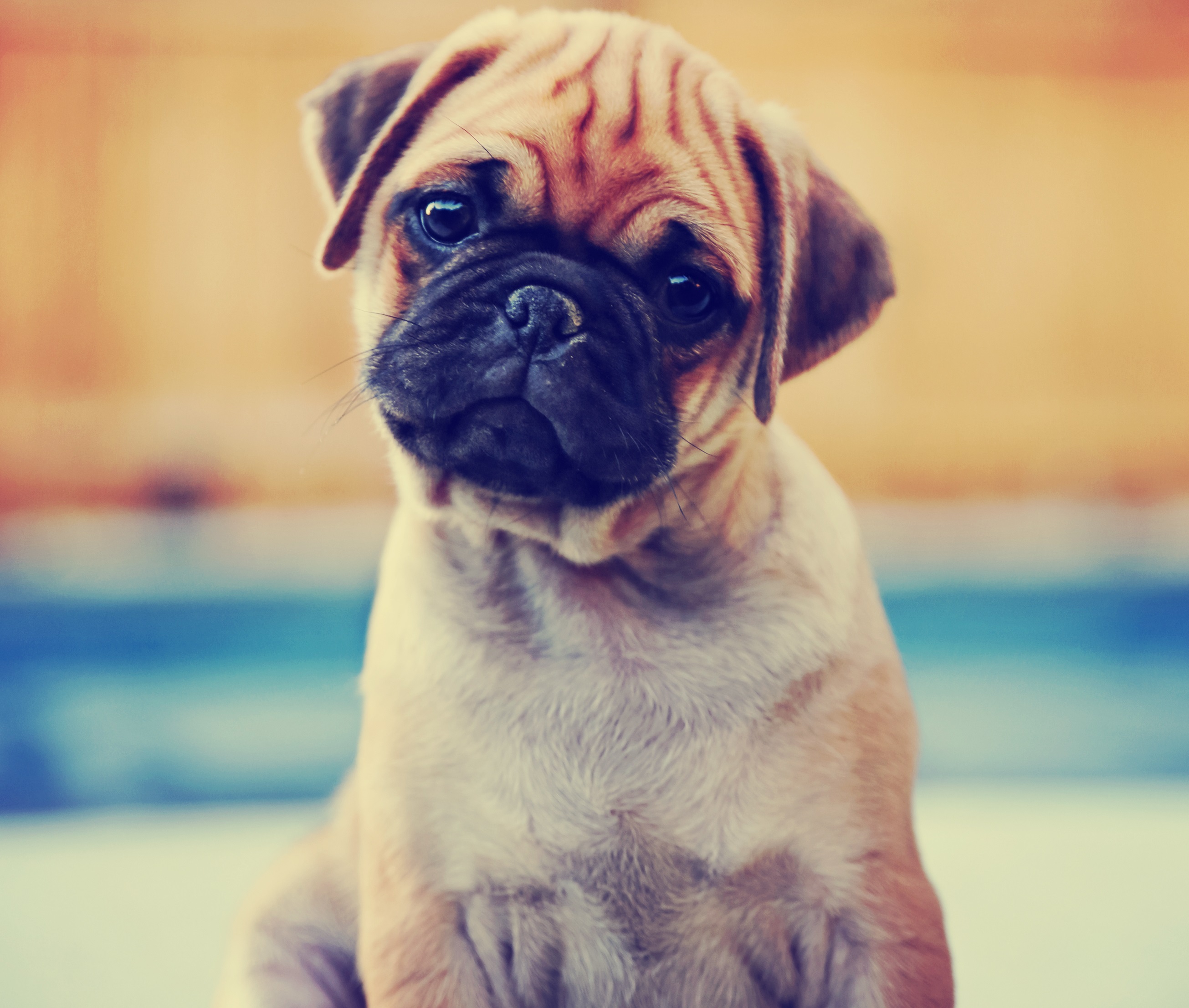 Pet Cremation Cost Malaysia Pet Cremation Cost Malaysia