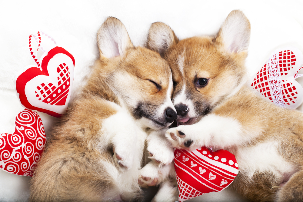 Pet Funeral Malaysia Pet Funeral Malaysia